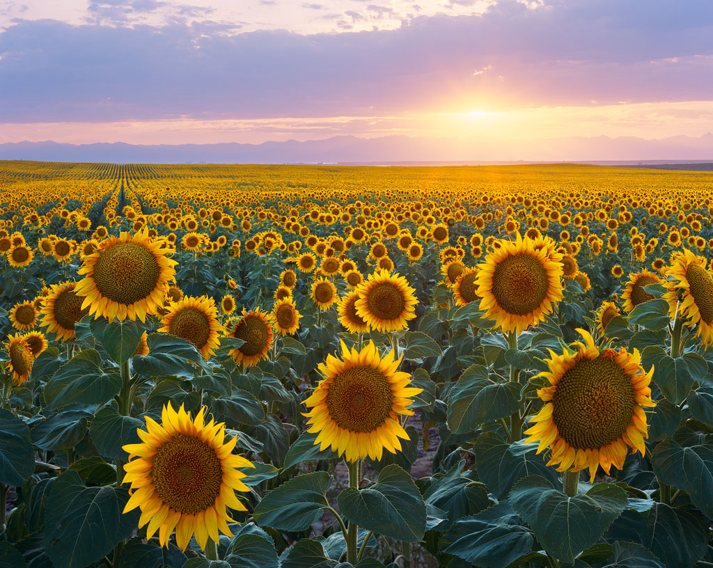 Sunflower Sunset Alex Burke Photography
