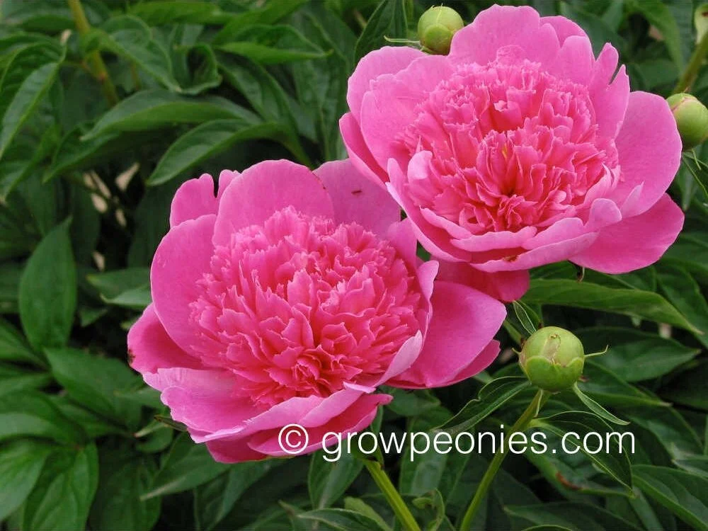 Paeonia Bouquet Perfect Verschoor Horticulture