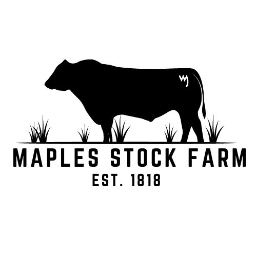 Maples Stock Farm | Alabama Registered Angus Cattle