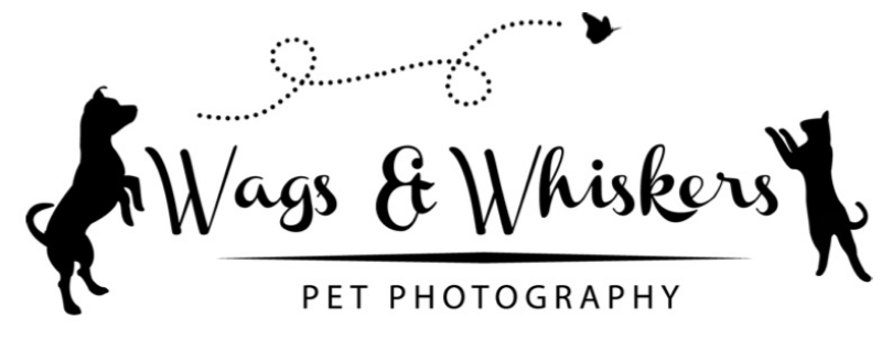 Wags & Whiskers Pet Photography