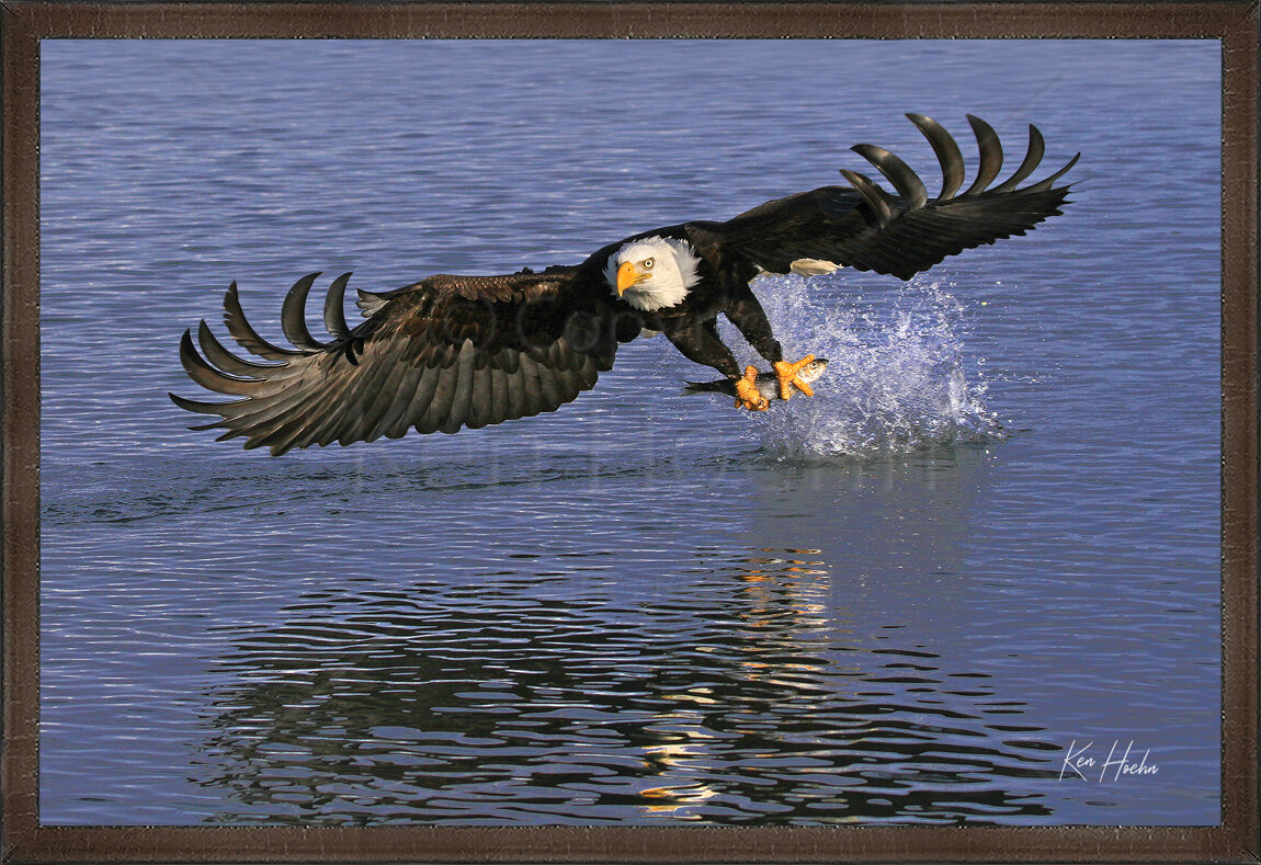 Bald Eagle with Fish — The Ken Hoehn Gallery