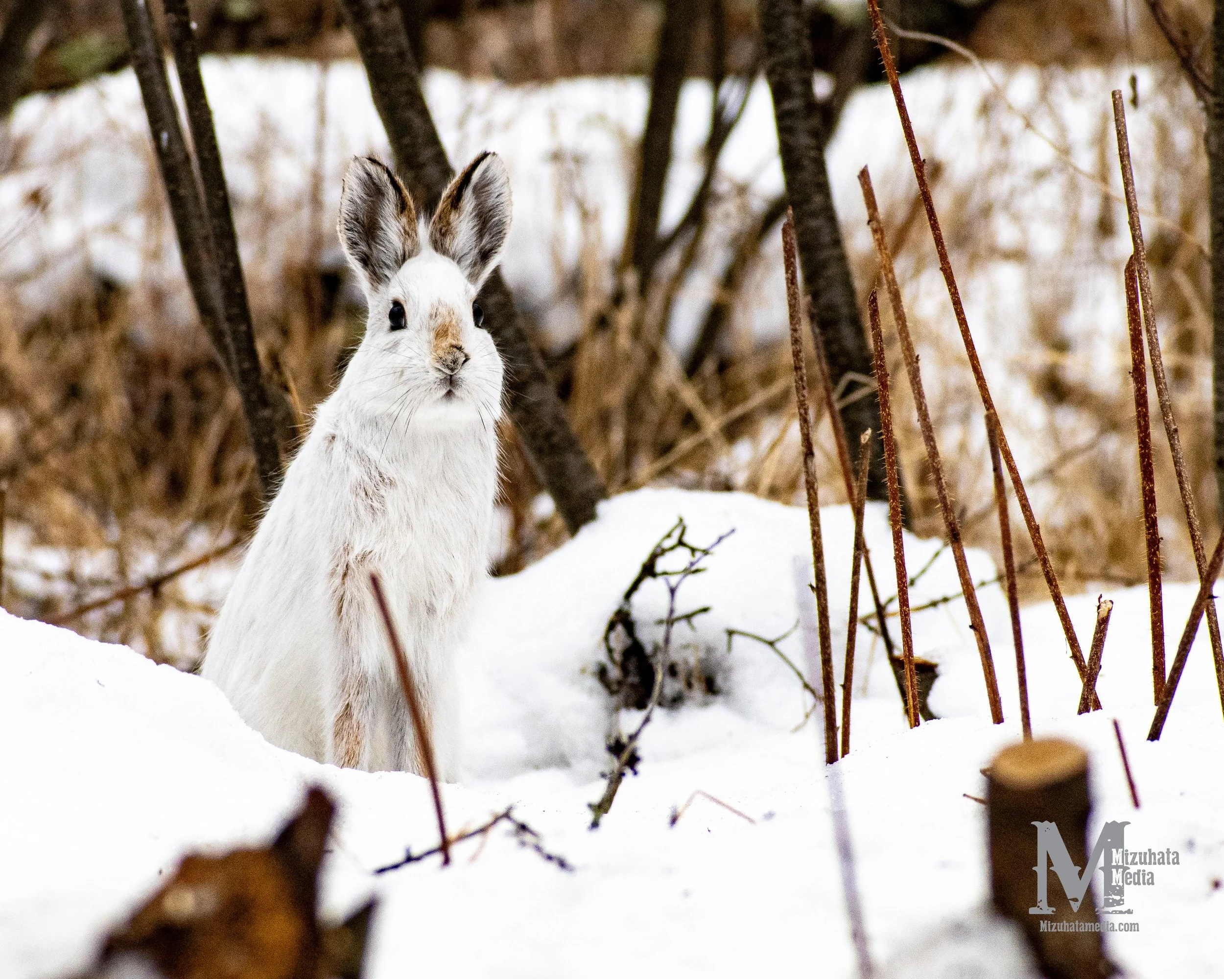 Snow shoe Hare — Mizuhata Media