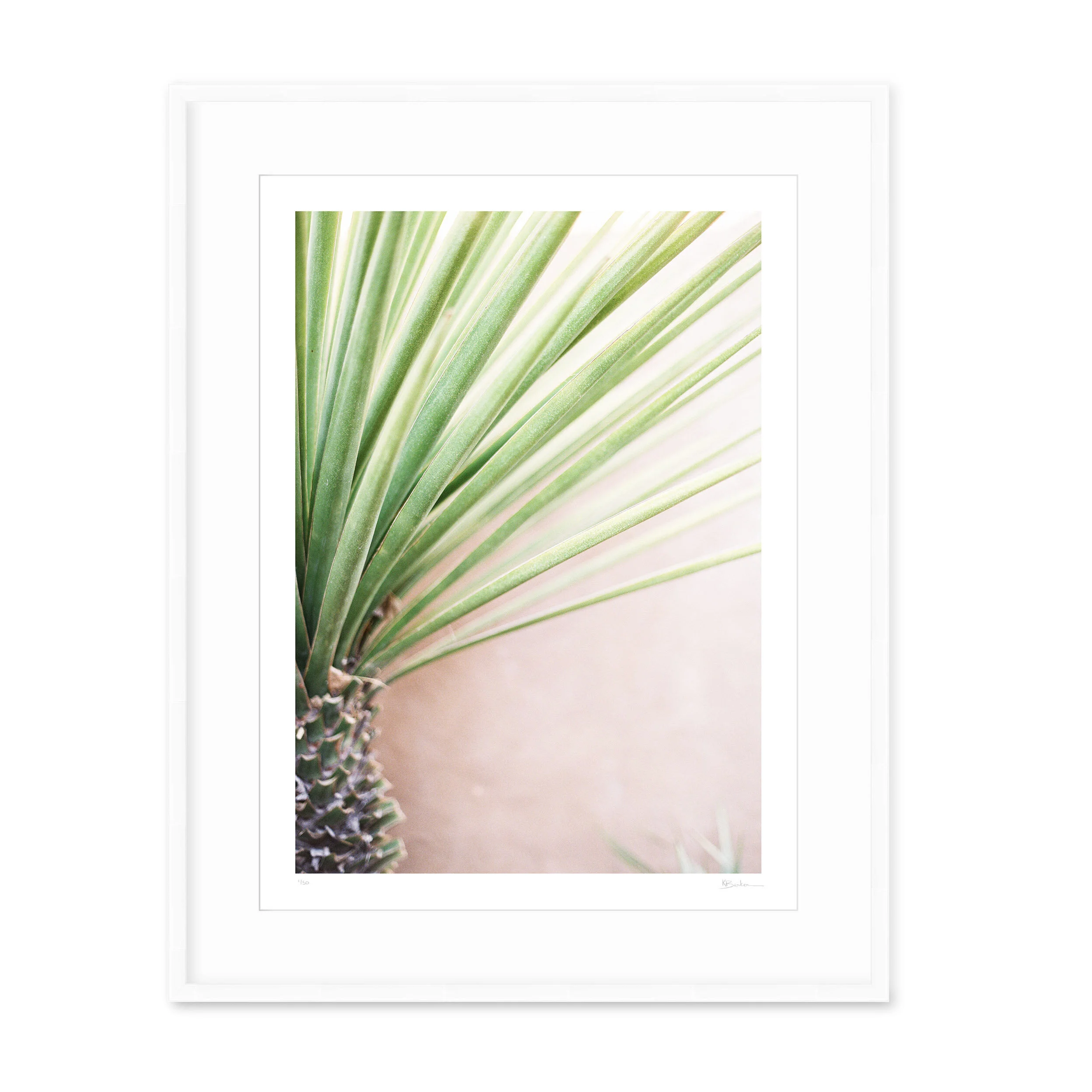 Yucca Kayla Barker Fine Art Prints And Photo Encaustic Art