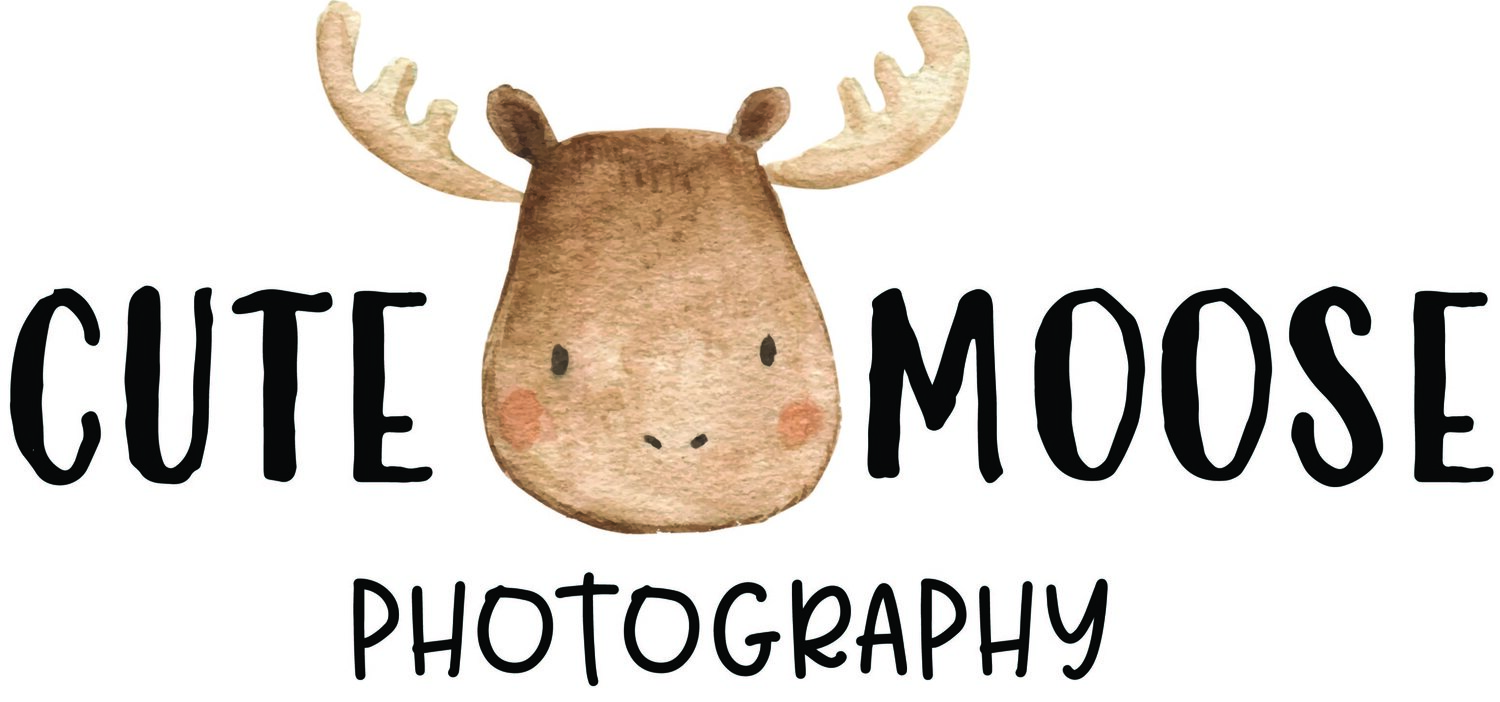Cute Moose Photography