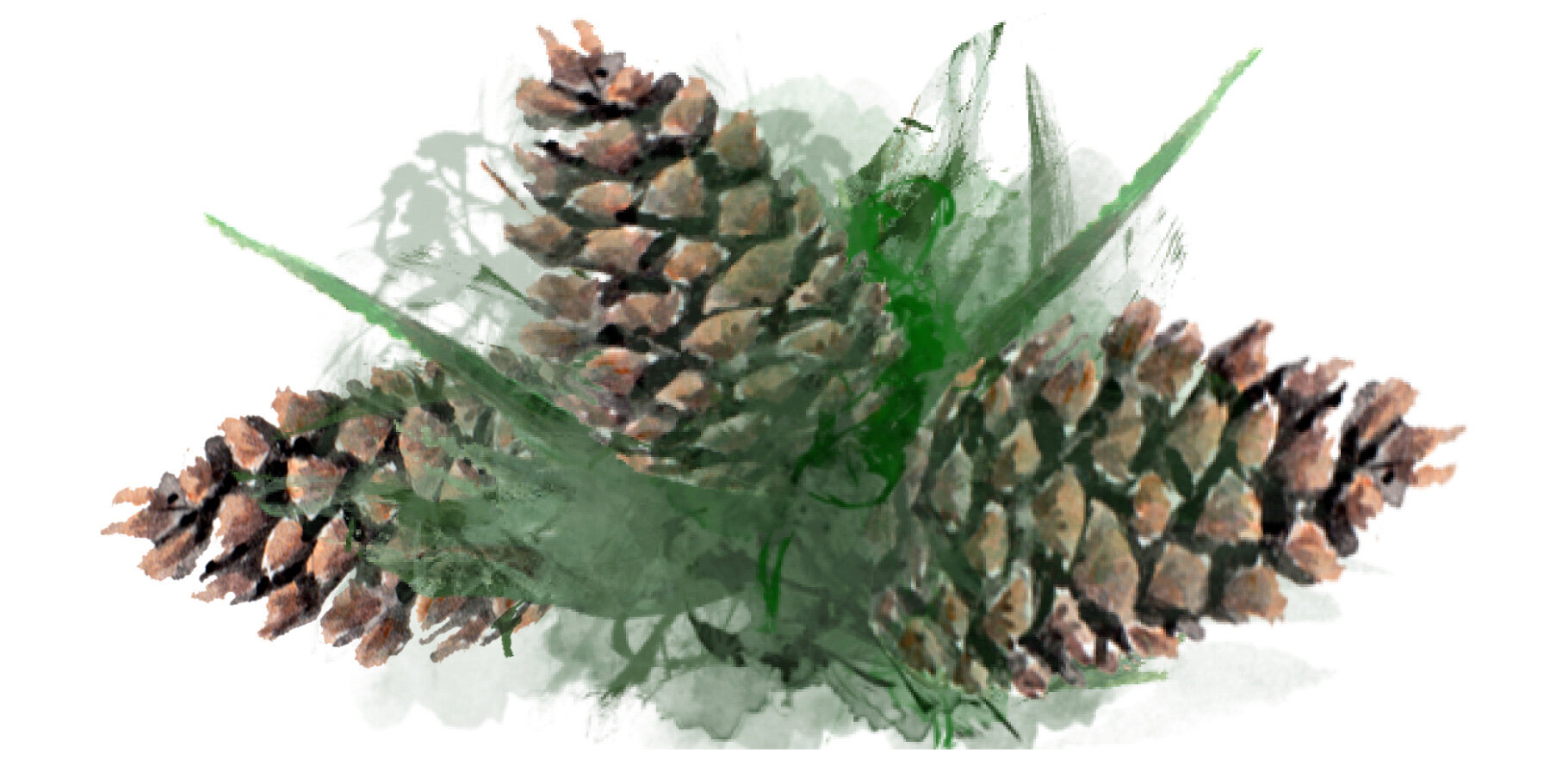smallpinecone.jpg.