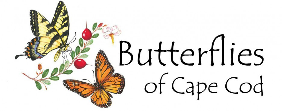 Butterflies of Cape Cod