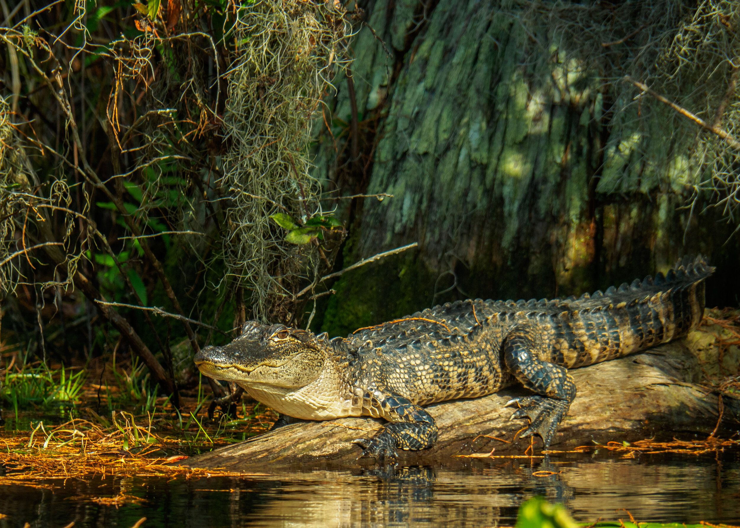American Alligator in the Okefenokee Nat’l Wildlife Refuge by William Brawley