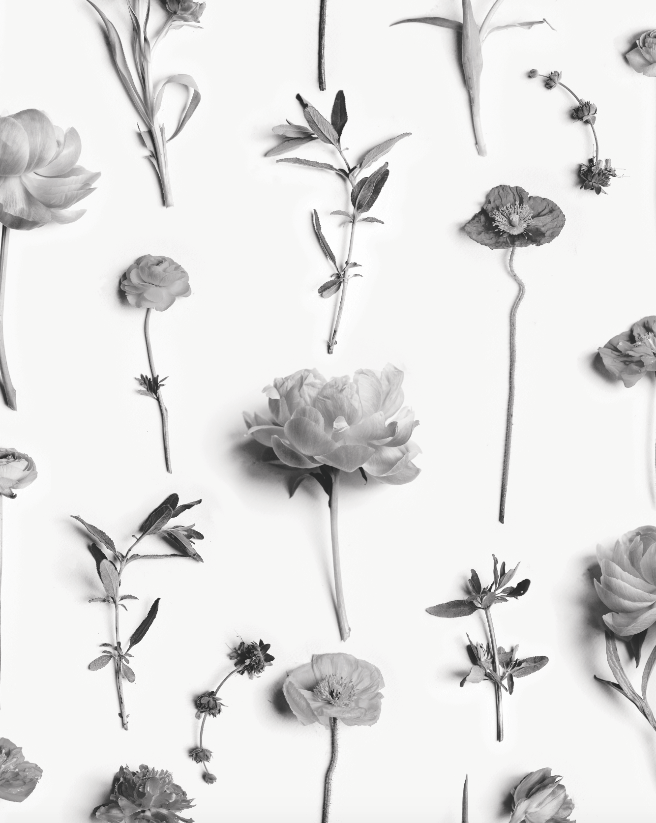 Muted Fresh To Death Traditional Prepasted Wallpaper Samantha