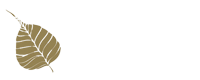 Mountain Stream Meditation