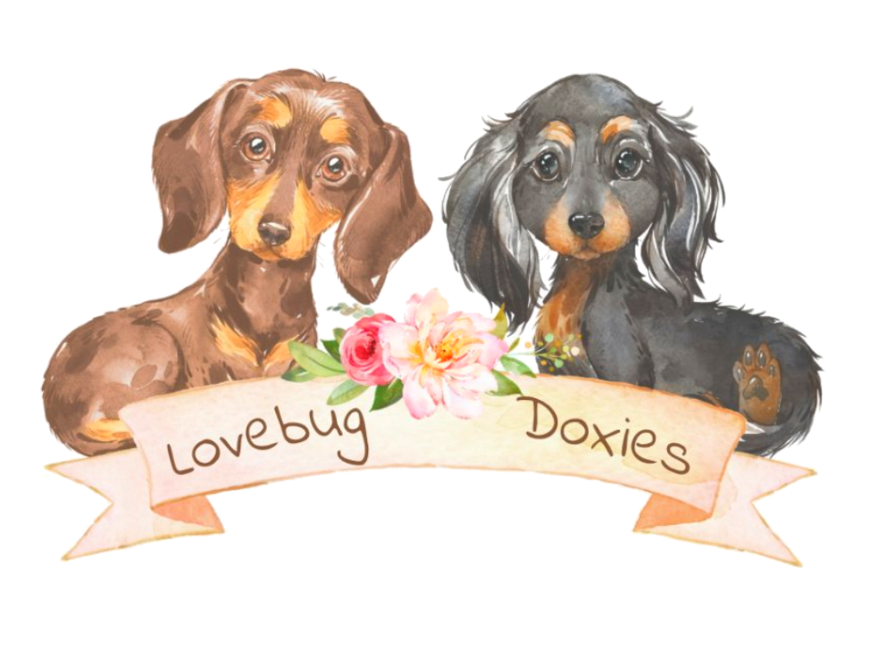 Lovebug Doxies