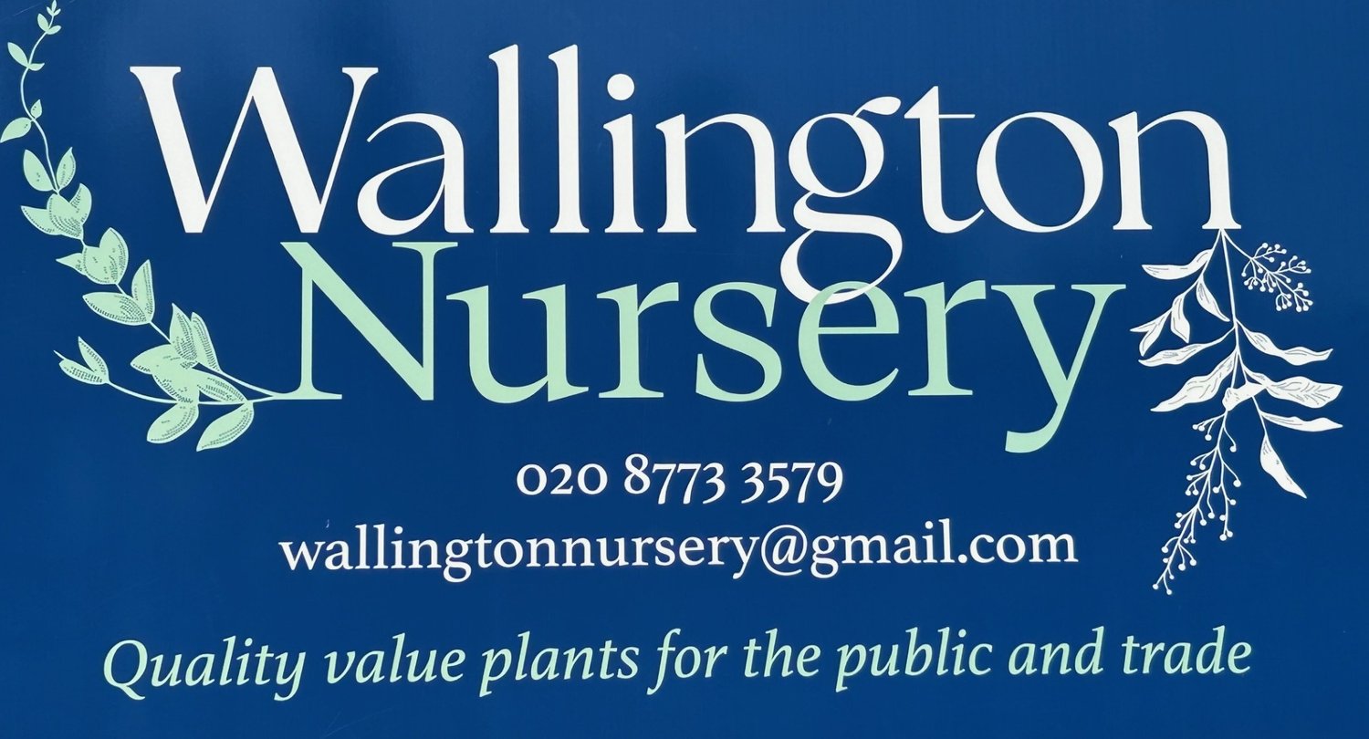 Wallington Nursery - Locally Grown Flowers and Plants