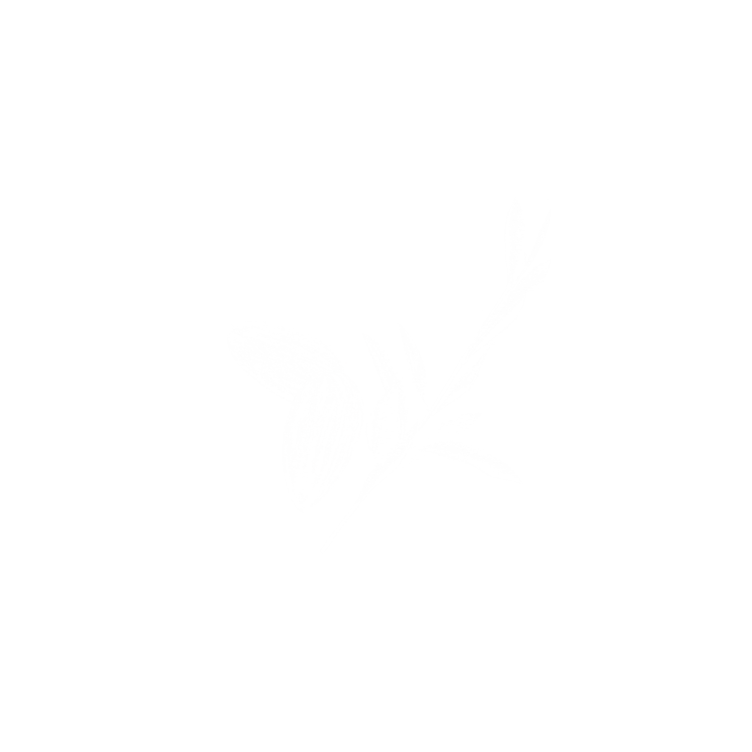 Almond&Olive