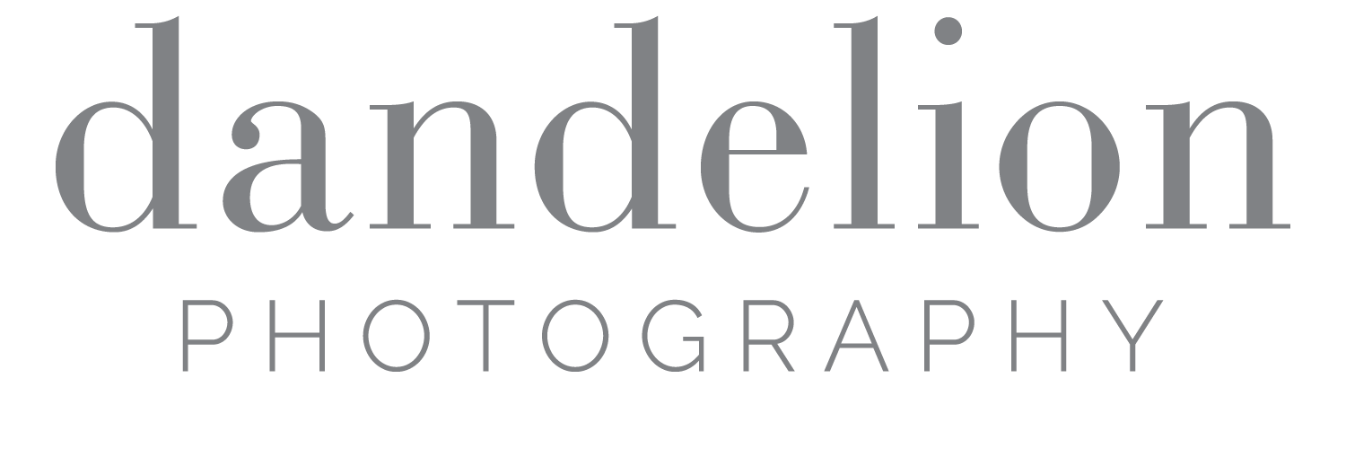Dandelion Photography