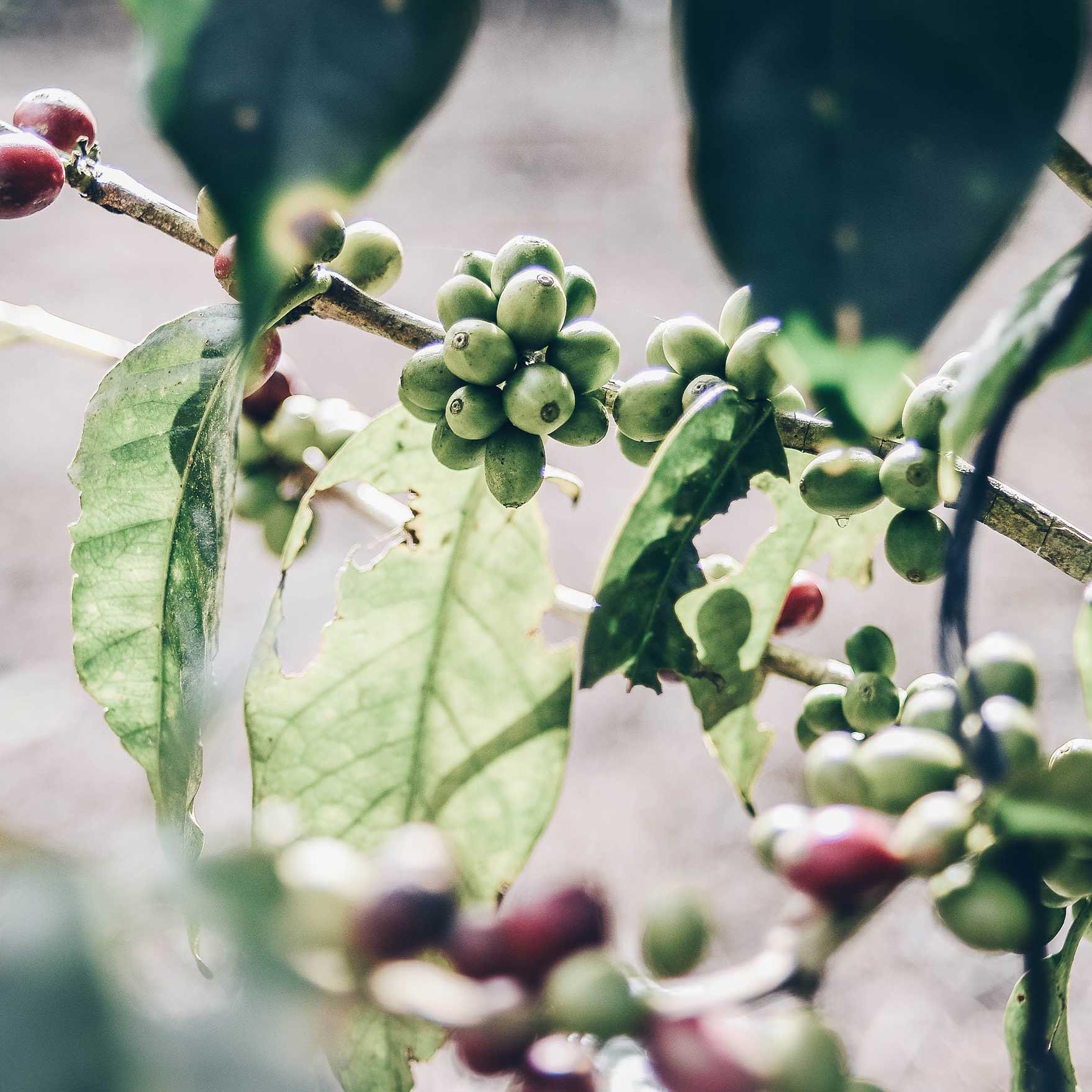 1TwinEngineCoffee-Plant-Coffee.jpg
