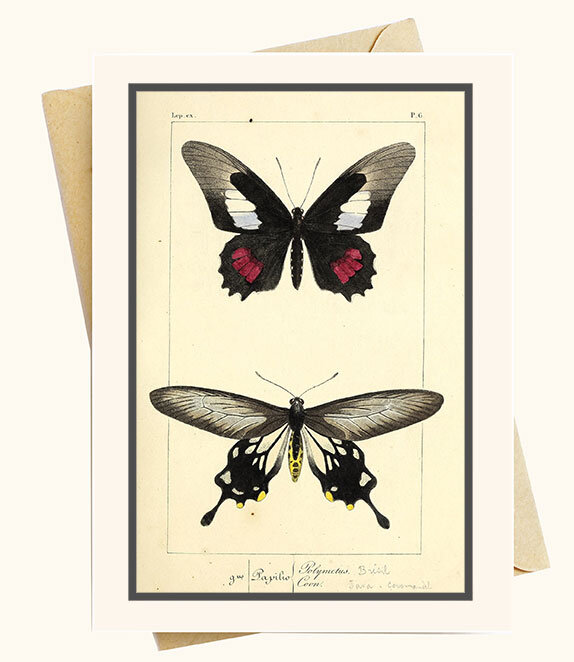 Butterfly Greeting Card Romantic Note Card Victorian Note Card Just Because Card Butterfly Note Card Poppy Greeting Card
