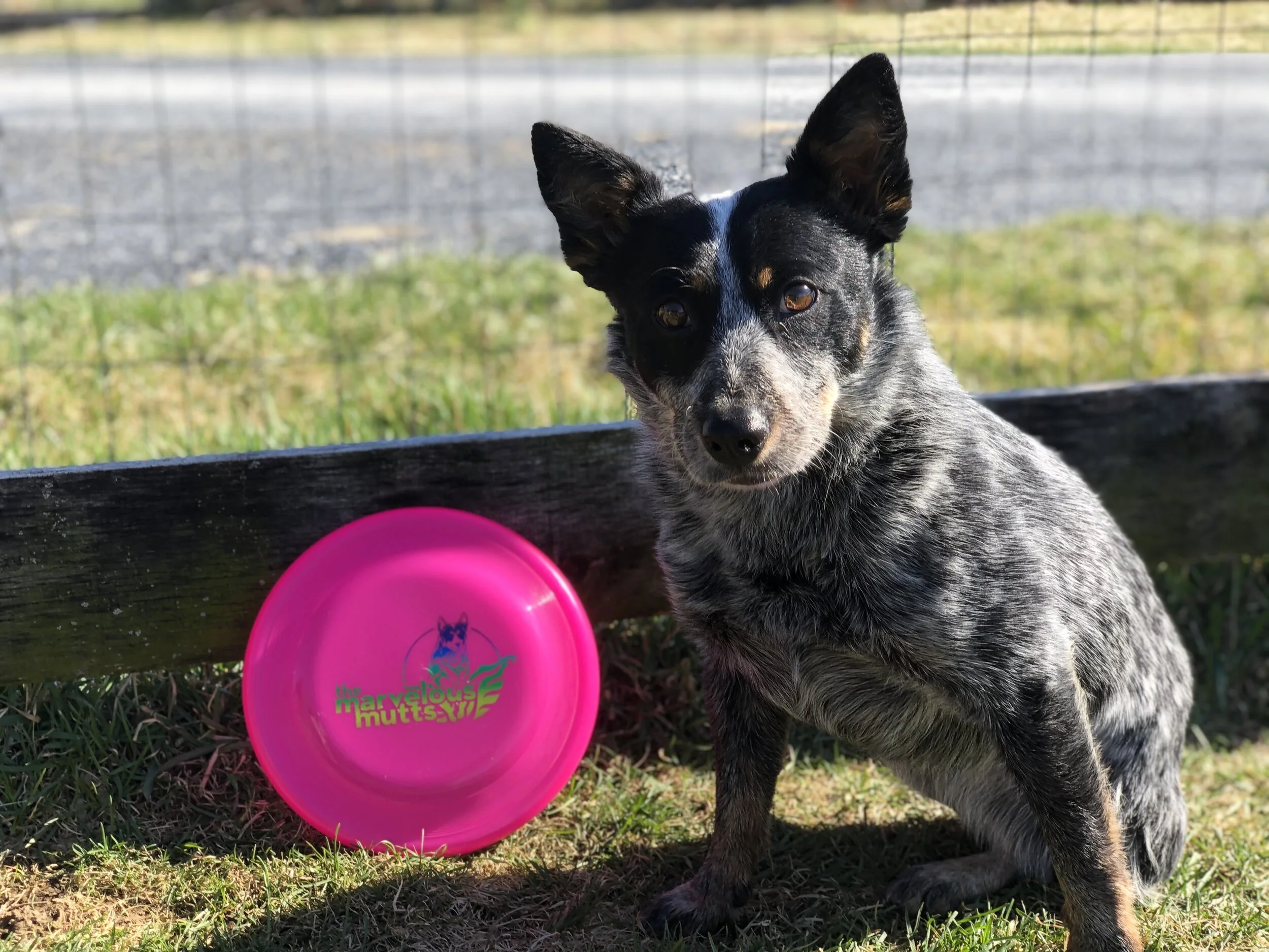 blue heeler frisbee