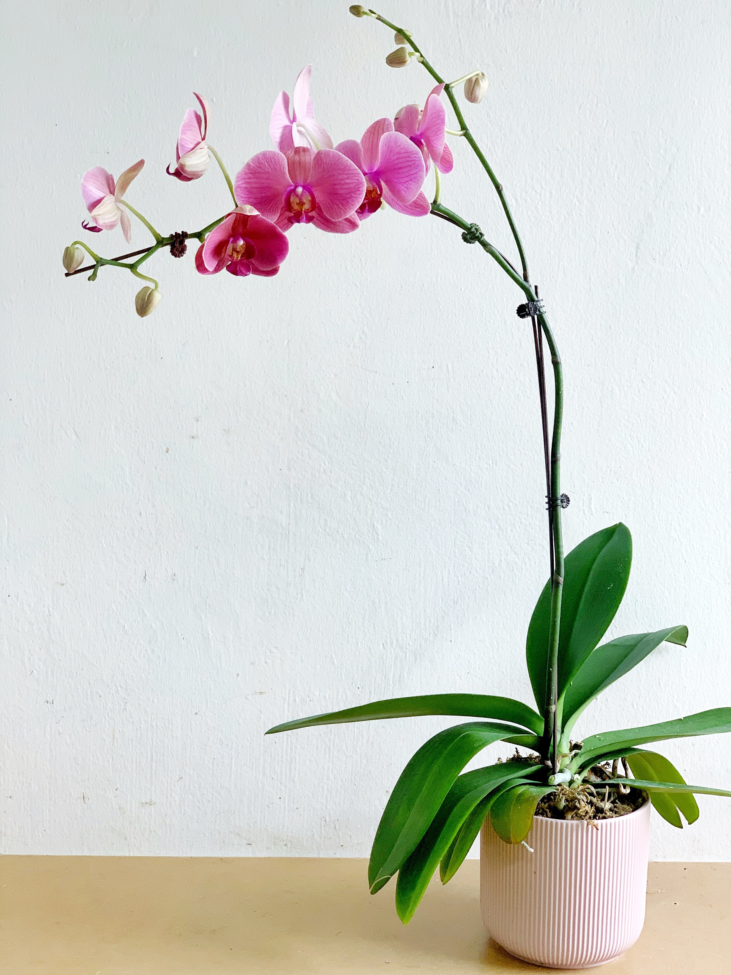 phalaenopsis orchid — ina.shea