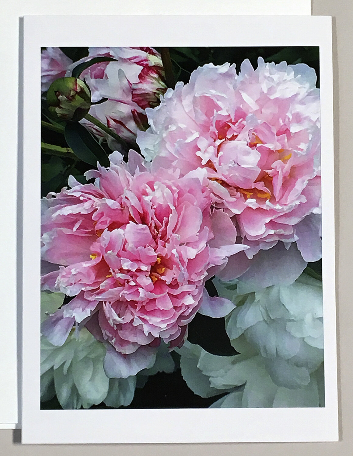 Peonies Series No 2 Note Card Four Pack And Single Cards Beth Burstein Photography
