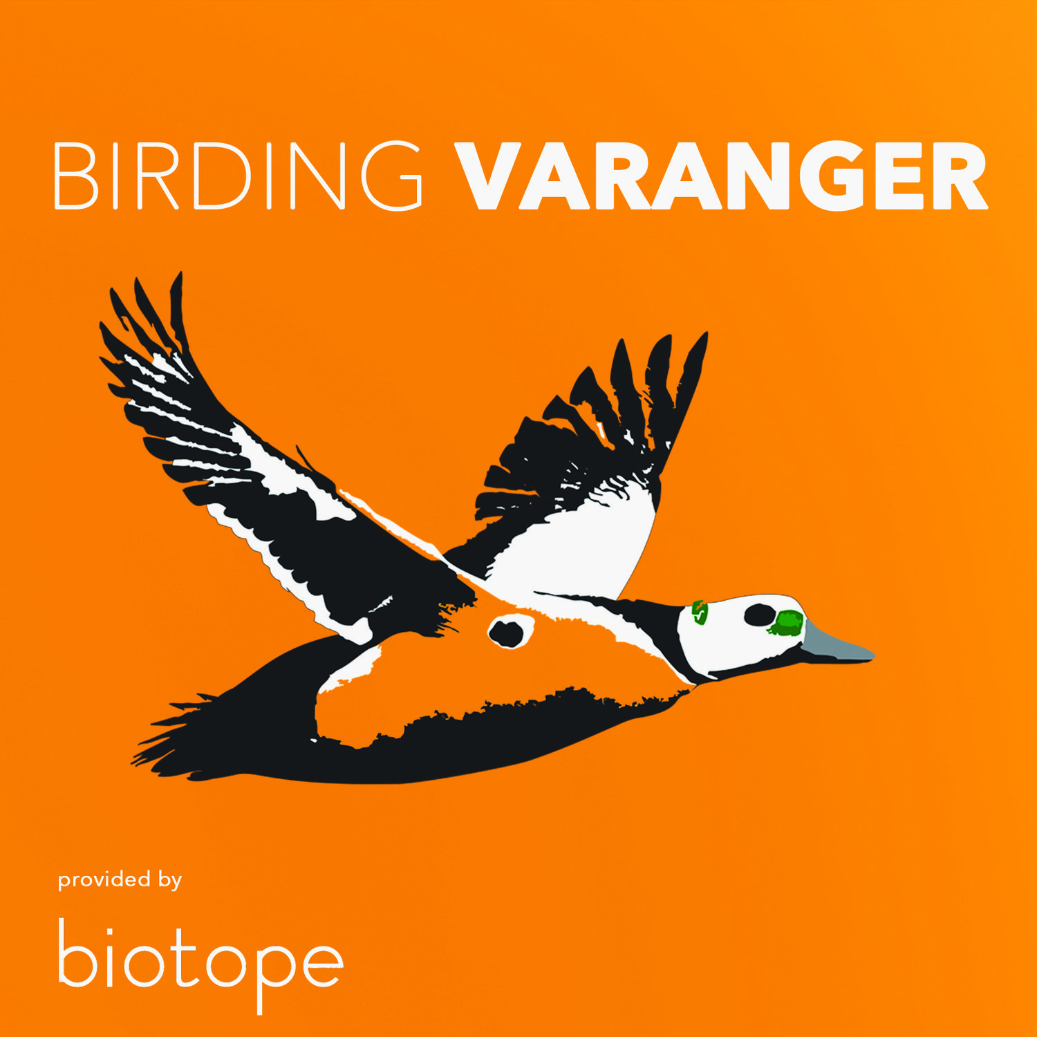 Birding Varanger