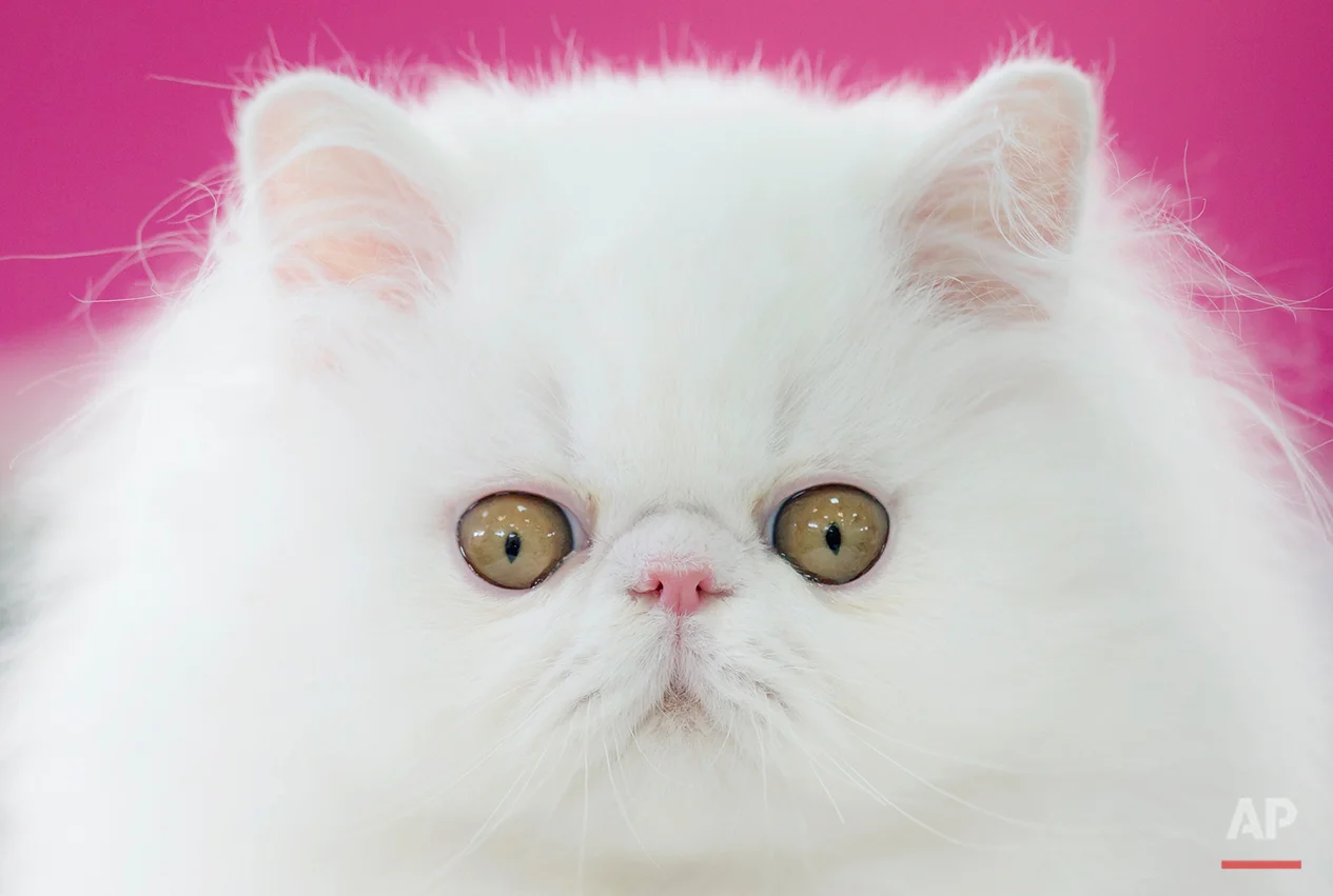 Милый персидский кот