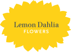 Lemon Dahlia Flowers