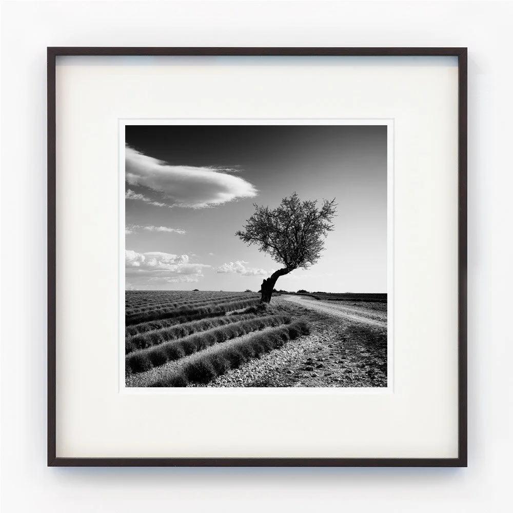 Gerald Berghammer - lavender field, lonely tree, stranger clouds Gerald Berghammer - lavender field, lonely tree, stranger clouds