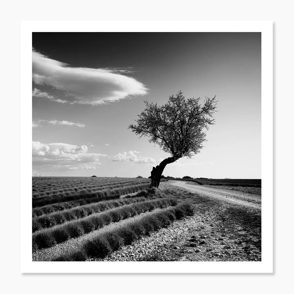 Gerald Berghammer - lavender field, lonely tree, stranger clouds Gerald Berghammer - lavender field, lonely tree, stranger clouds