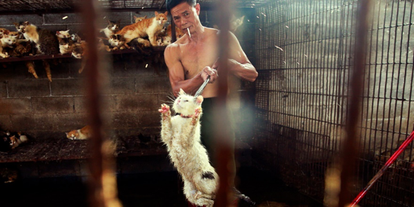 榆林的屠宰场不仅出售DOGS,而且还出售CAT肉。照片:国际人道协会