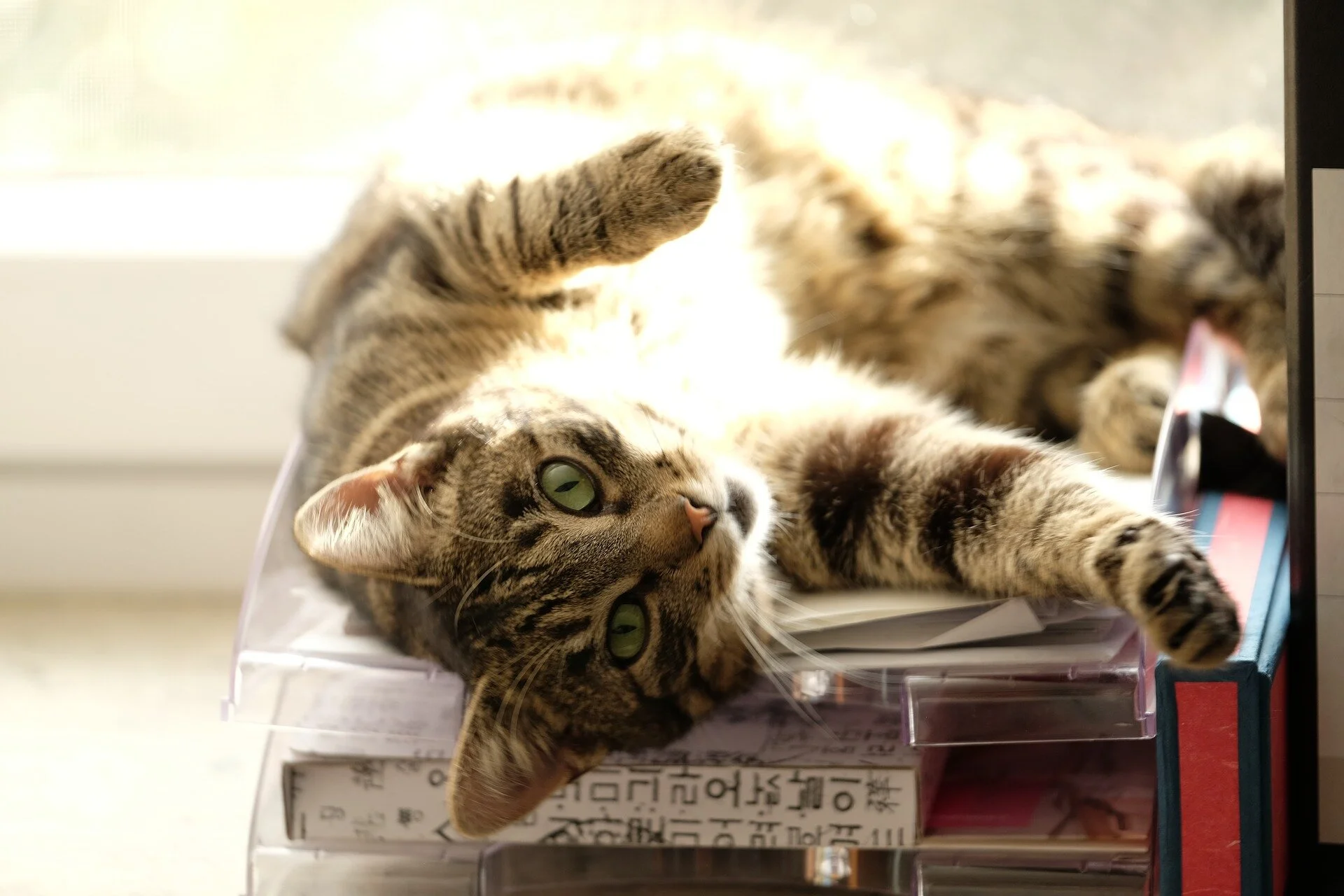 猫-2112620_1920.jpg