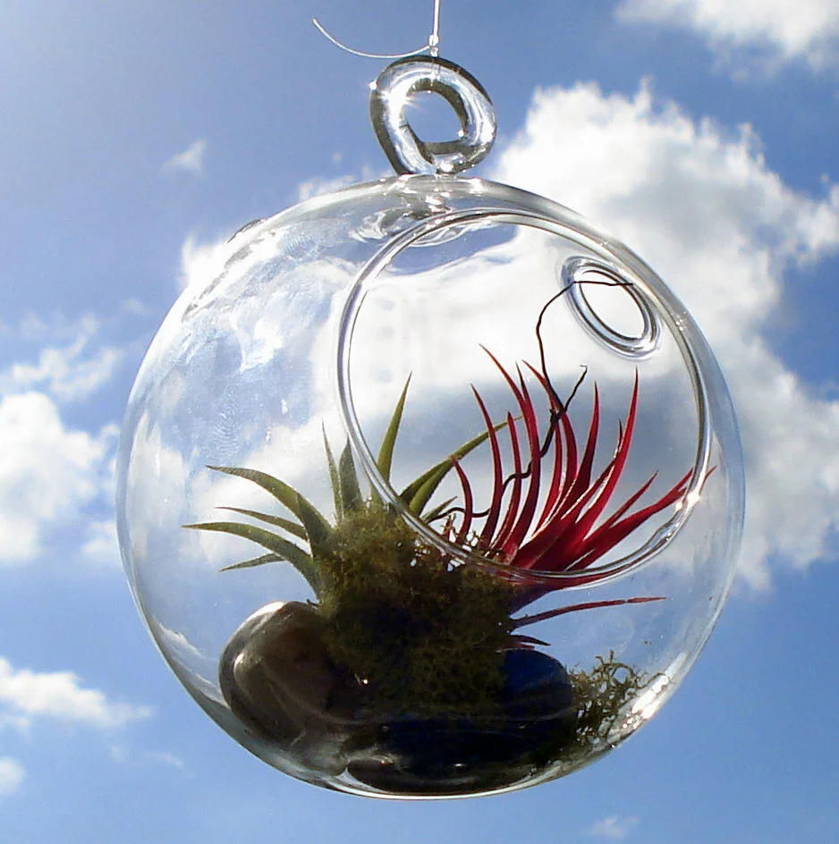 Hanging_air_plants_terrarium.jpg
