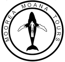 MOOREA MOANA TOURS