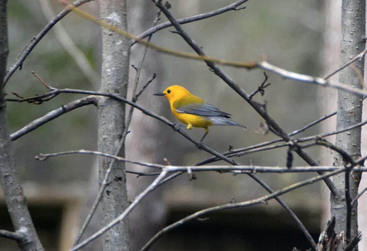 Interesting bird life is common along the river. This is a Prothonotary Warbler.