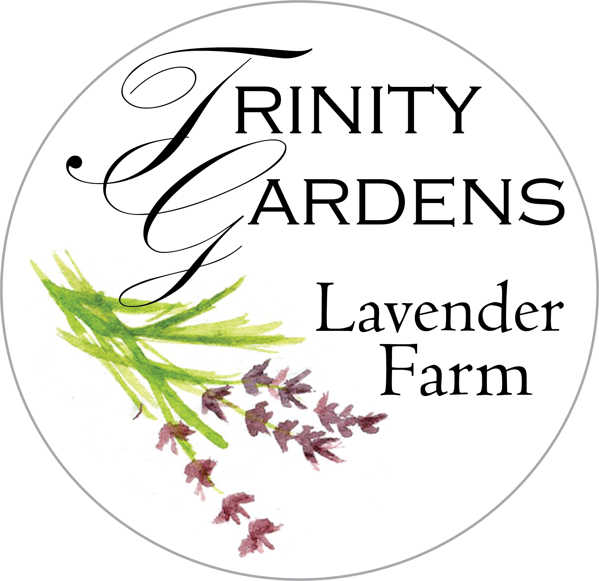 Trinity Gardens Lavender Farm