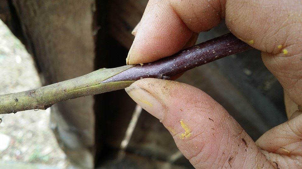 Fruit Tree Grafting Woody Perennial Propagation 3 7 20