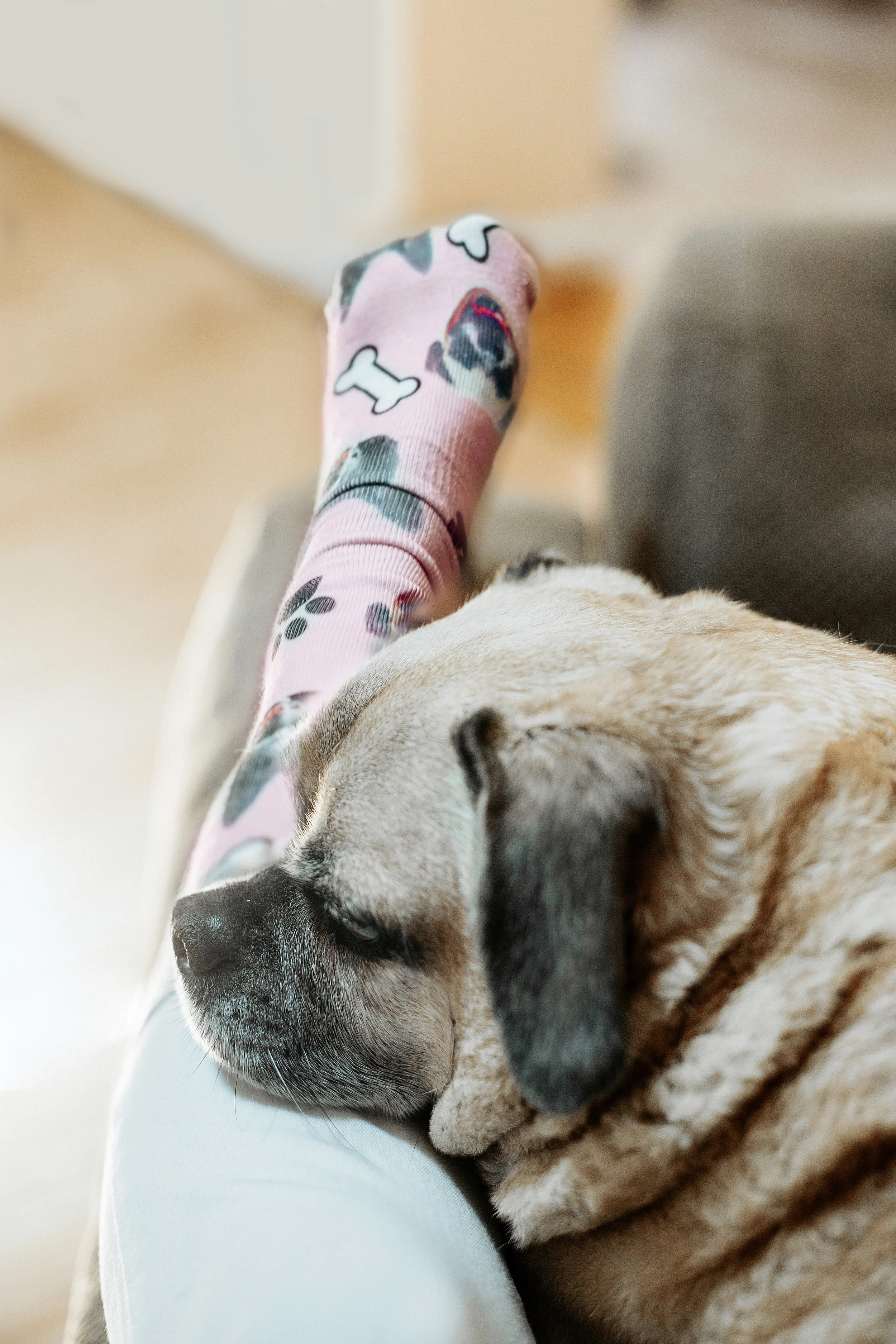 pet dog socks