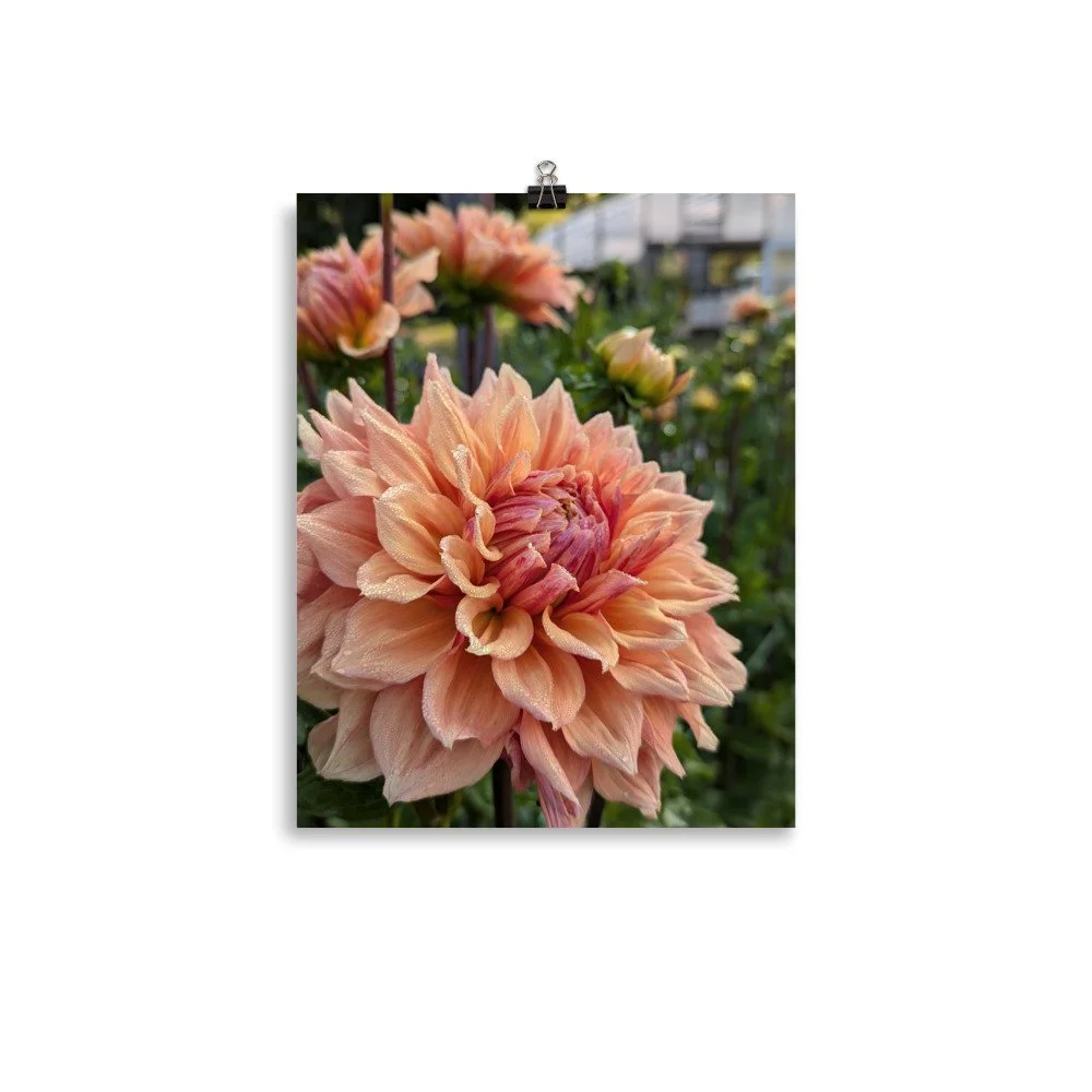 Poster - Dahlia Ben Huston — Three Acre Farm