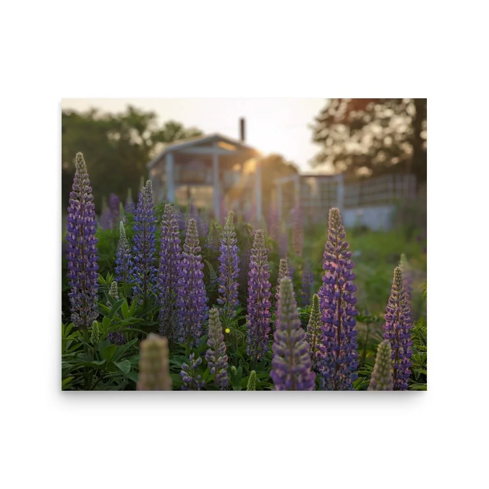 Poster - Lupine — Three Acre Farm