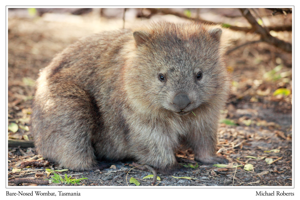 Mountain Peak Photography — Bare-Nosed Wombat, Tasmania, Australia
