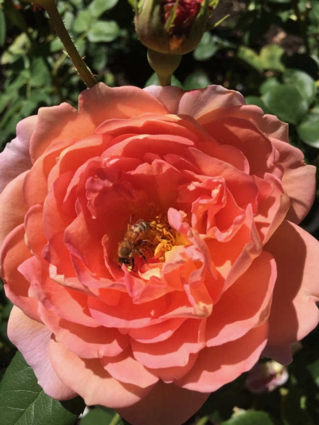 蜜蜂在玫瑰oregon.jpg