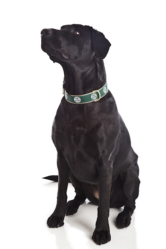 the dog collar store
