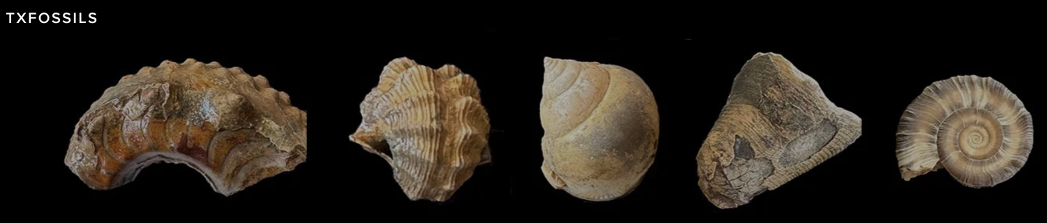 TXFossils