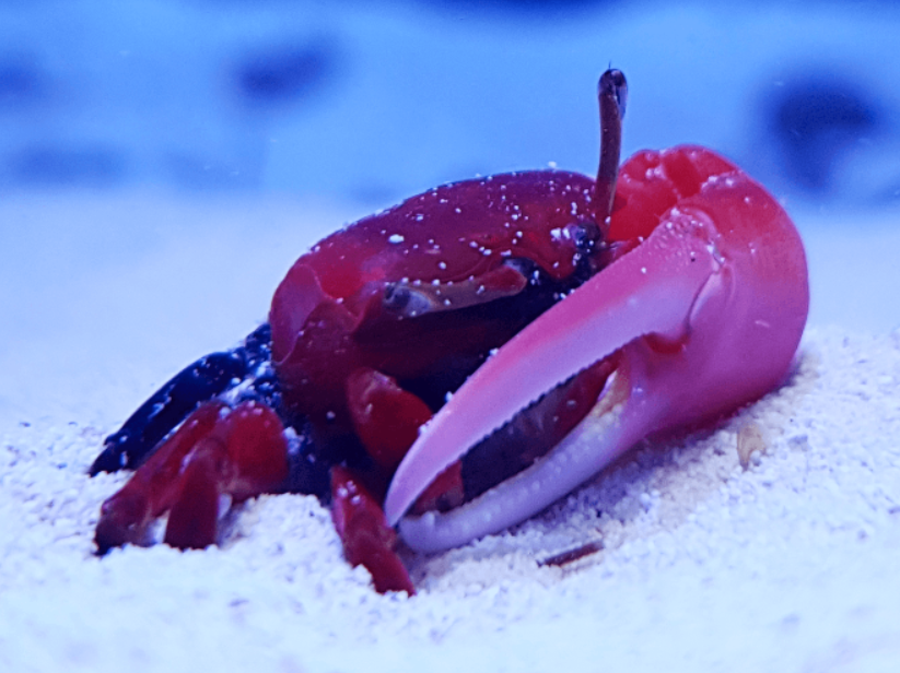 Red Fiddler crab (Uca sp.). — Salty Revolution
