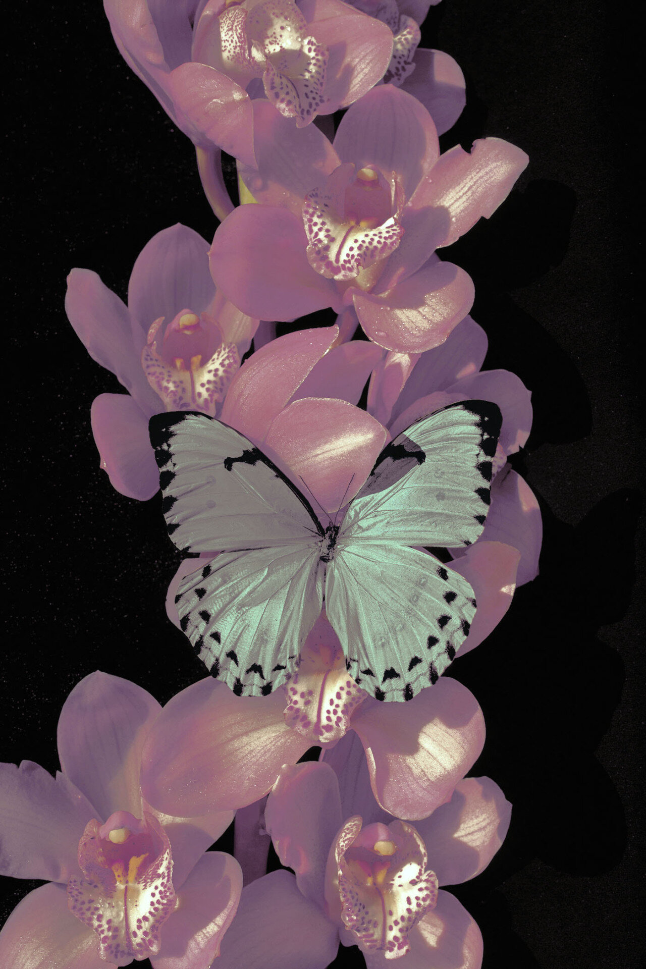 Orchids and butterfly — Xuebing Du