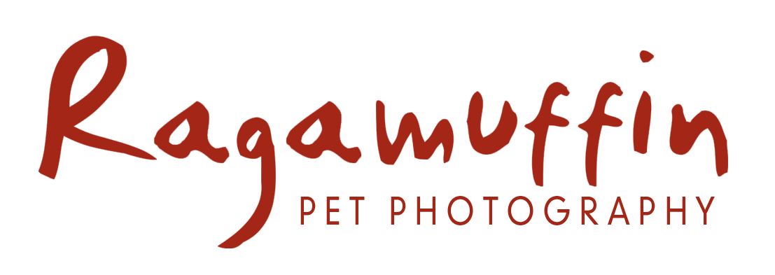 Ragamuffin Pet Photography