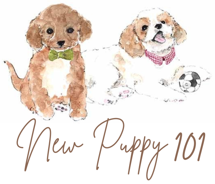 New Puppy Training 101