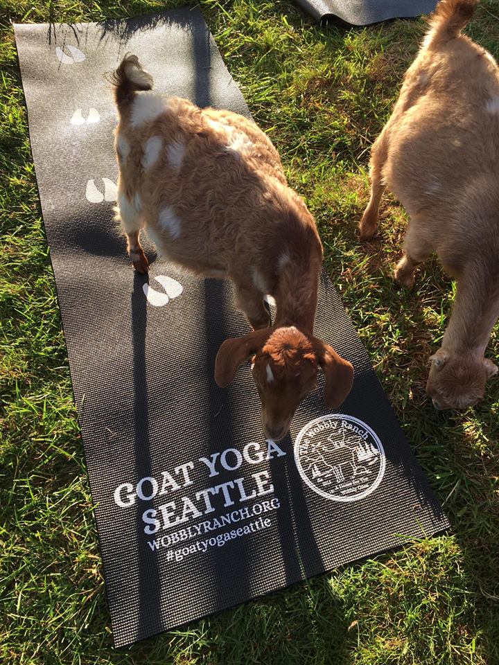 Goat Yoga Seattle Yoga Mat The Wobbly Ranch