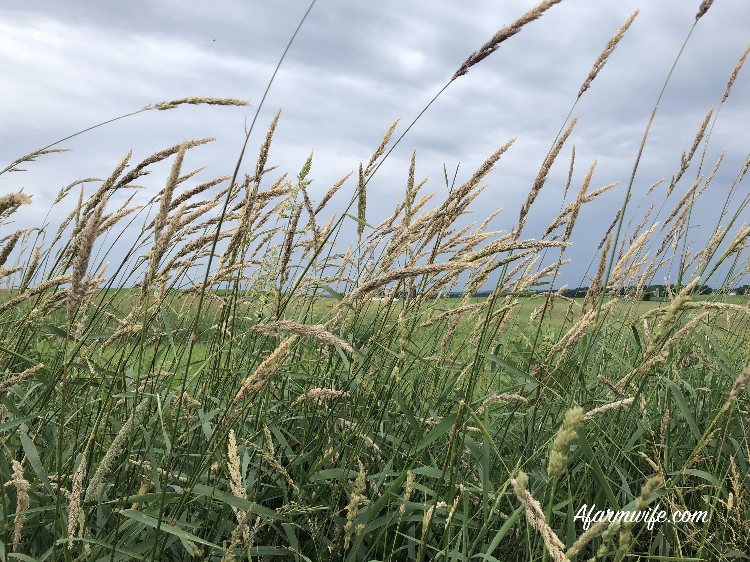 grass.jpg