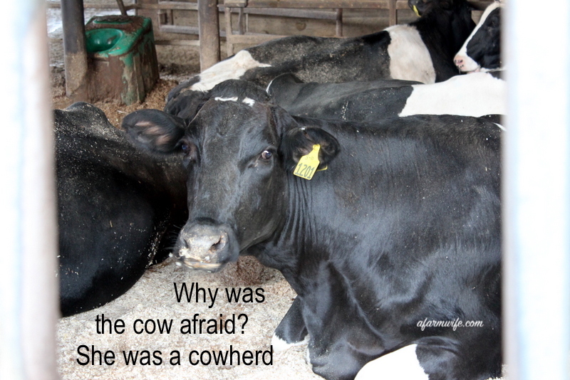害怕-cowherd.jpg
