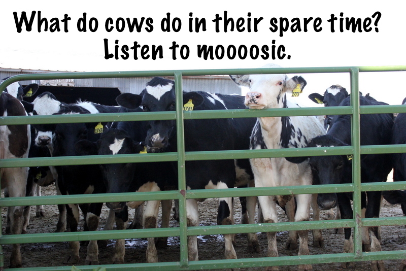 奶牛业余时间mooosic.jpg