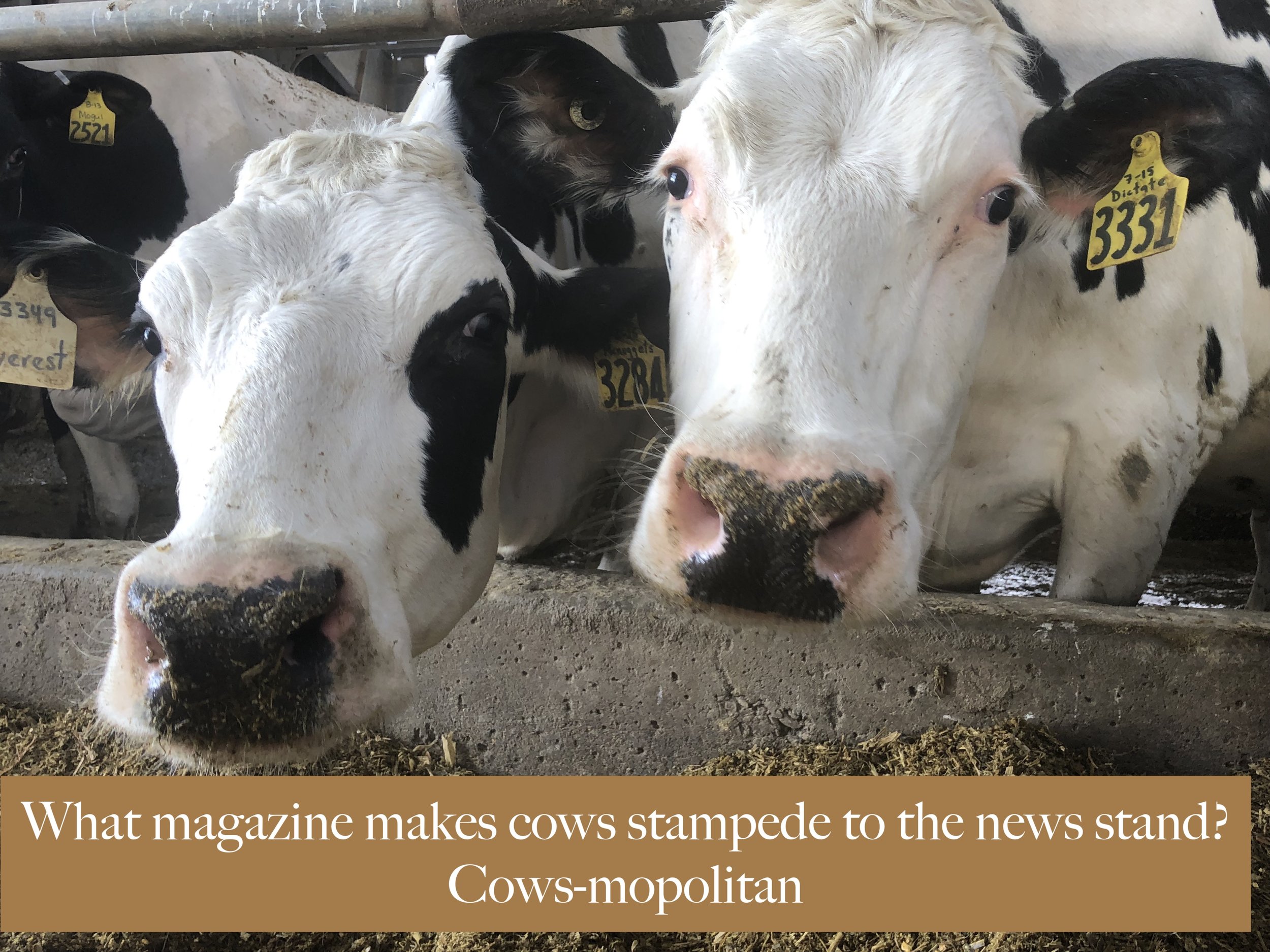 杂志Cows-mopolitan.jpg